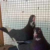 دوعدد ماده پلنگ خوشگل