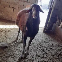 قوچ دونیم ساله دوقلوزا