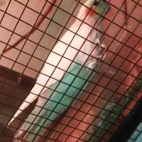 جفت عروس هلندی کارداده ، با کوتوله برزیلی