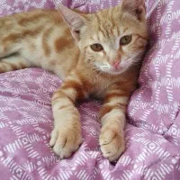 بچه گربه واگذاری به شرط تمکن مالی