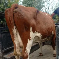 فروش شیرسرد کن