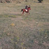 اسب نر  سه ساله