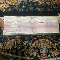 واگذاری سگ پاگ ماده|سگ|تبریز, |دیوار