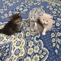 بچه گربه بریتیش