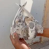 ۴ عدد ساده هفرنگ عتیقه|پرنده|تربتحیدریه, بی بی حسنیه|دیوار