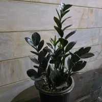 زامو سوپر بلک