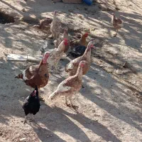 بوقلمون بروبو اصل درجه یک