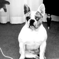 سگ فرنچ بولداگ|سگ|مشهد, آزادشهر|دیوار