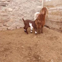 میش دوقلوزا و بز جوان