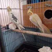 طوطی عروس هلندی مولد