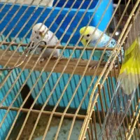 دوتا مرغ عشق سالم نر و ماده