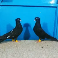 جفت جوجه سینه سیاه 1پره 6دونگ