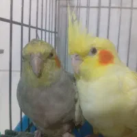 عروس هلندی