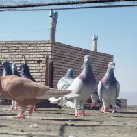 30تاکبوتردم سفید کرمانی همگی نر کفتر بوم شهرستان