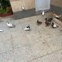 کفتر بهبونی