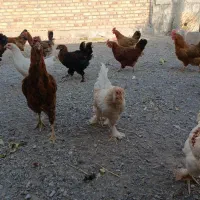 ۶تا بچع ۸تا مرغ