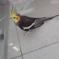 جفت عروس هلندی مولد