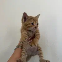 گربه