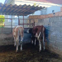 ۴راس گوساله سمینتال قرمز نر و ماده