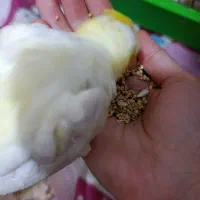 عروس لوتینو فول دستی|پرنده|گرگان, |دیوار
