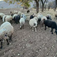 بیست عدد میش وبره