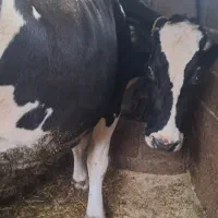 گاو گاوشیری|حیوانات مزرعه|کتالم و سادات شهر, |دیوار