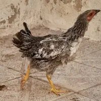 نیمچه مرغ صلواتی