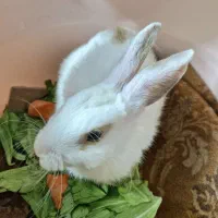 خرگوش لوپ مینیاتوری