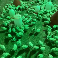 جوجه بوقلمون بیوتی۶ زرین|حیوانات مزرعه|شیراز, بازار|دیوار