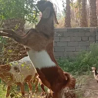 فروش چند راس گوسفند