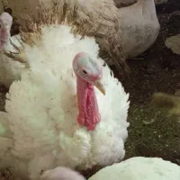 فروش لوقلمون