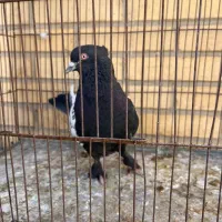 نر سینه ای،ماده دم سفید