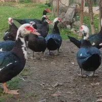 اردک اسرائیلی