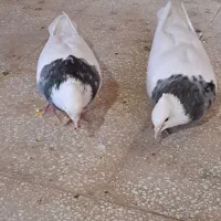 کفتر هفترنگ وکله|پرنده|فردوس (خراسان), |دیوار