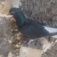 کبوتر|پرنده|حمیدیه, |دیوار