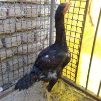 لاری|حیوانات مزرعه|چالدران, |دیوار