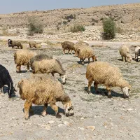 فروش120راس میش داشتی بره دار و آبستن ترکی بختیاری|حیوانات مزرعه|کازرون, |دیوار