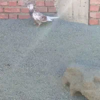 پرنده