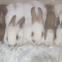 خرگوش|موش و خرگوش|فسا, |دیوار