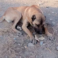 سگ سرابی|سگ|بستان آباد, |دیوار