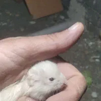 خرگوش.وهمستر|موش و خرگوش|سنندج, |دیوار