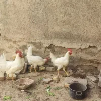 خروس فروشی