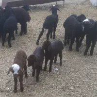 میش بره دار و آبستن|حیوانات مزرعه|جوادآباد, |دیوار