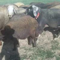 قوچ سبز مغانی