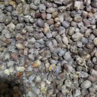 خرما کروت|حراج|فهرج, |دیوار