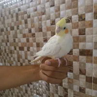 عروس هلندی ماده