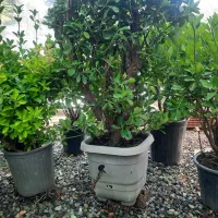 انواع گل های آپارتمانی و باغچه ای