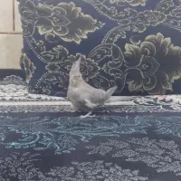 پرنده|پرنده|مرودشت, محمد آباد|دیوار