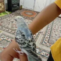 مرغ عشق دستی