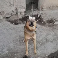 سگ نگهبان|سگ|فیروزه, |دیوار